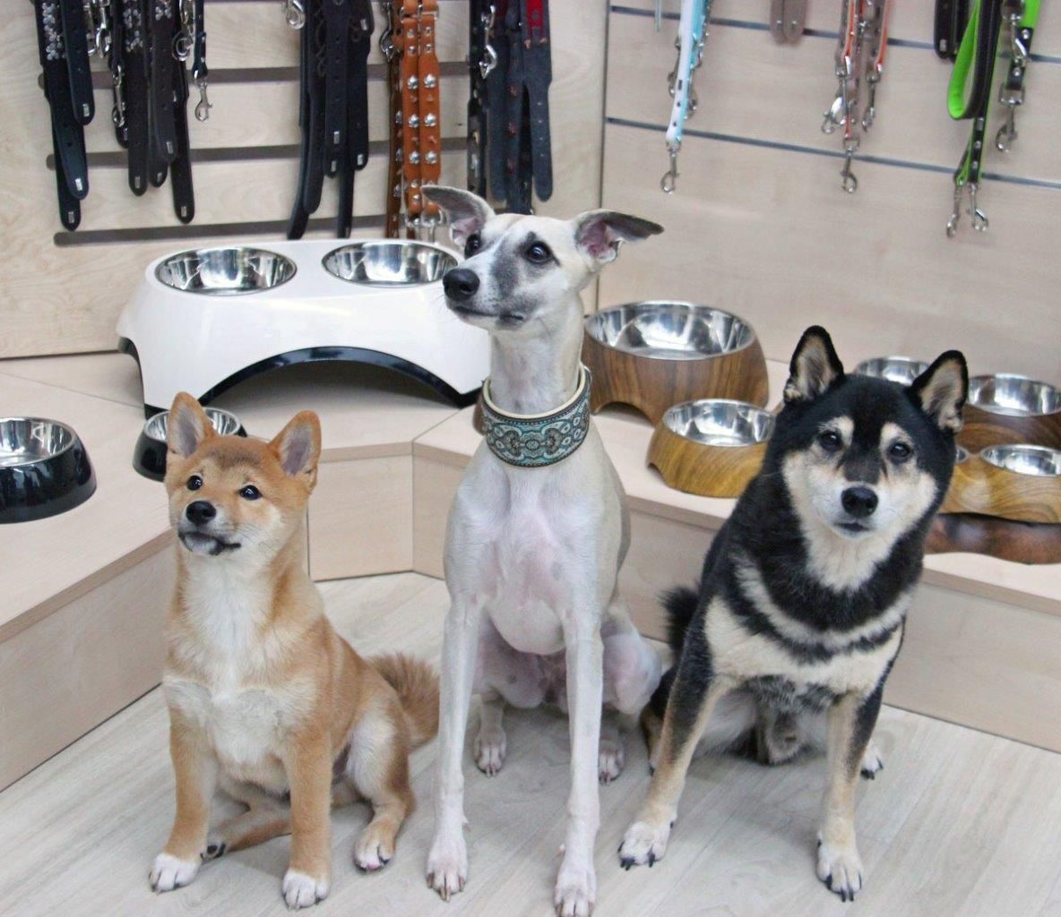 Foto 1 Petspremium Bürohunde