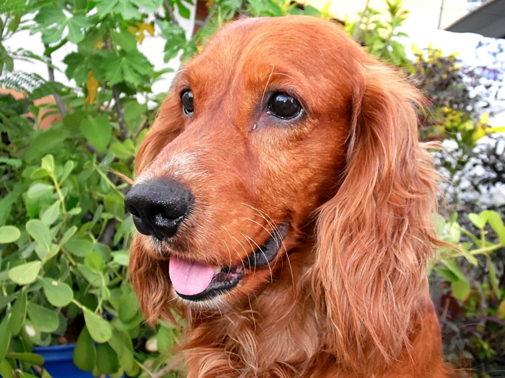 Amerikanische Cockerspaniel sind ideale Familienhunde. Sie kommen mit Kindern und anderen Artgenossen hervorragend zurecht. Foto: © guarapa/Pixabay.com  (CC0 Creative Commons)