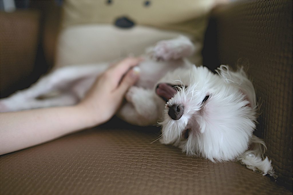 Glücklich und voller Freude – ein rundum zufriedenes Tier schenkt vertrauen. Die Bindung ist stabil. © Pixabay.com
