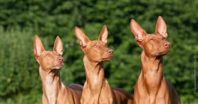 Die drei teuersten Hunderassen der Welt