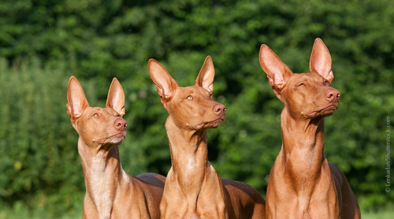 Die drei teuersten Hunderassen der Welt