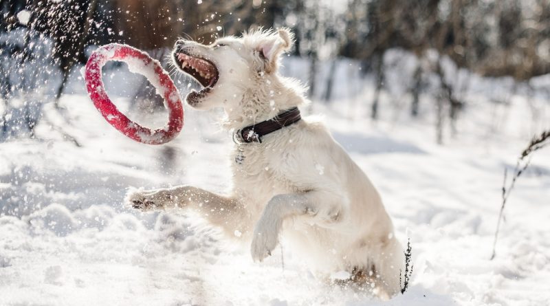 Tolle Aktivitäten für Hund & Halter bei Schnee & Winter