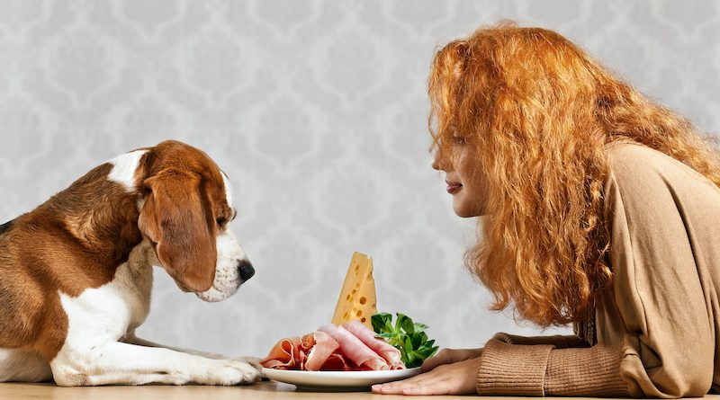 Hunde fressen für ihr Leben gern