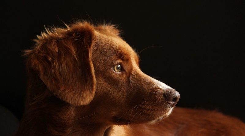 Hund – gesund: Tipps für einen rundum vitalen Vierbeiner